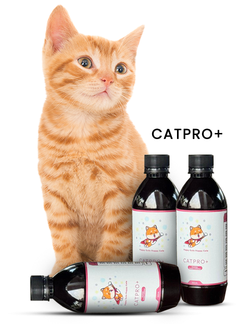 catpro.png