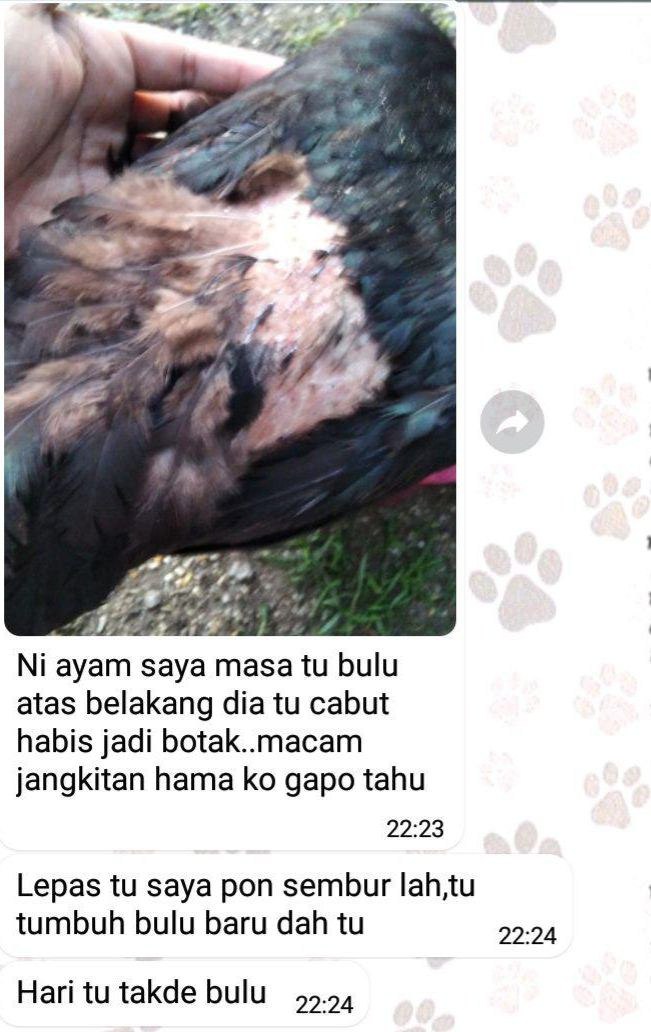 testimoni cat pro 7.jpg
